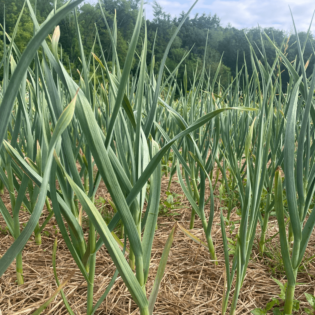 Silver Select Softneck Garlic
