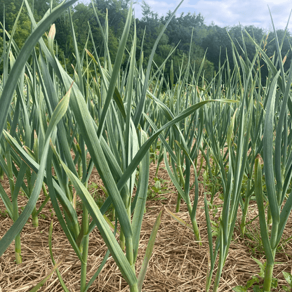 Silver Select Softneck Garlic