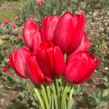 Tulip &