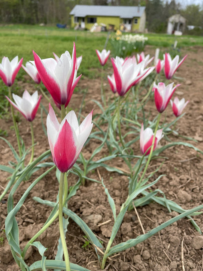 Species Tulip 'Peppermint Stick'