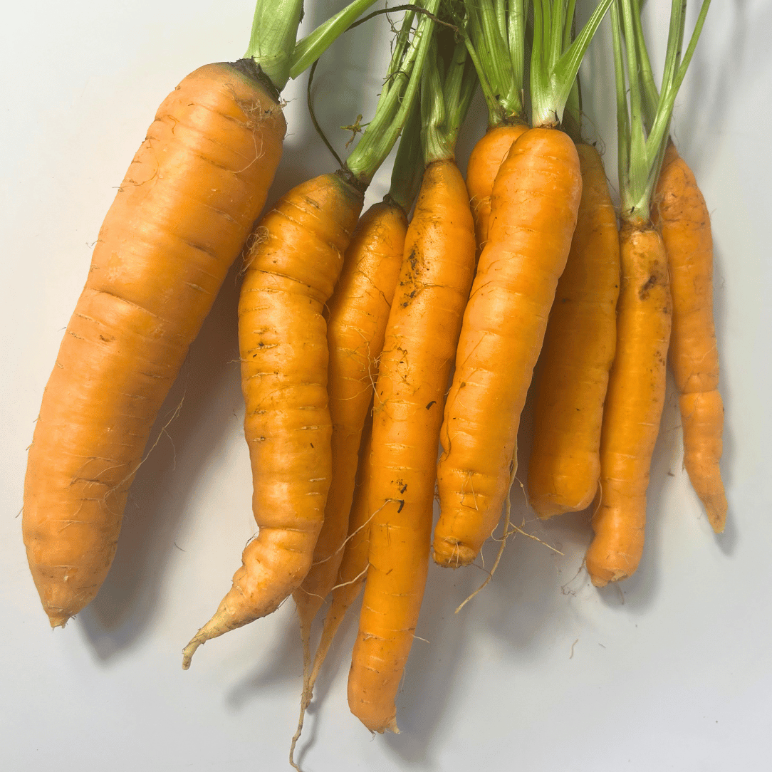 Tendersweet Carrot