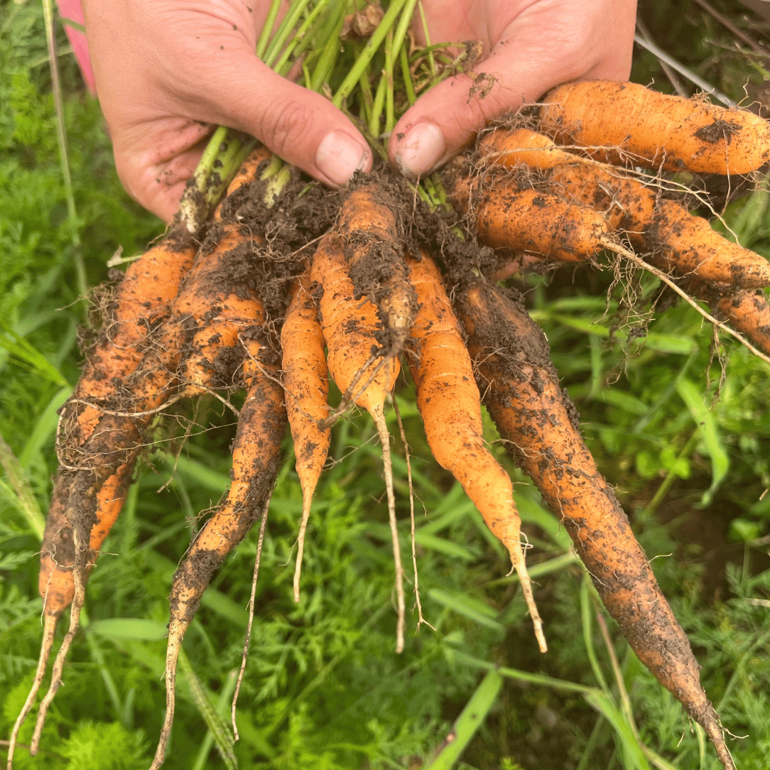 Tendersweet Carrot