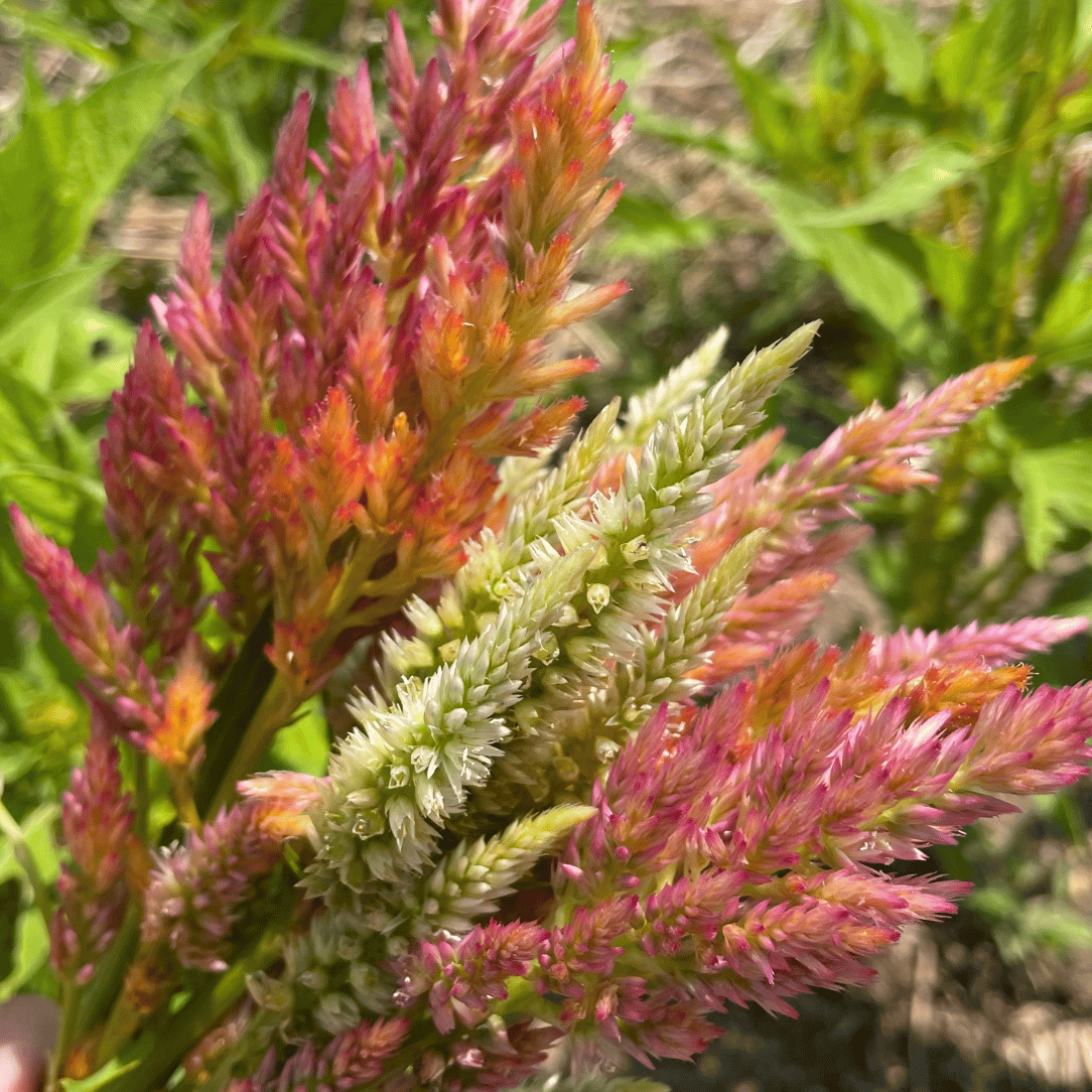 Texas Plume Summer Sherbert Celosia