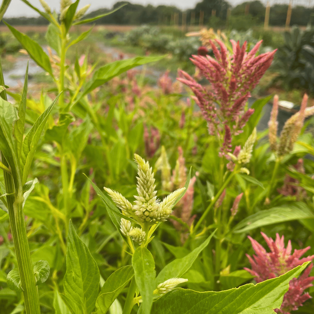 Texas Plume Summer Sherbert Celosia