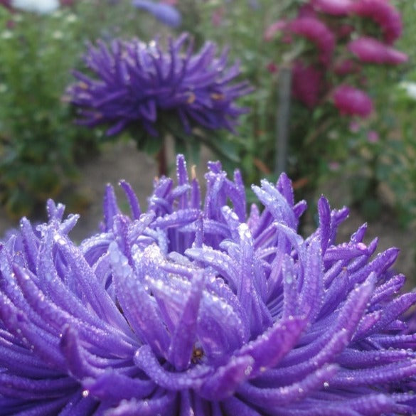 Tiger Paw Aster