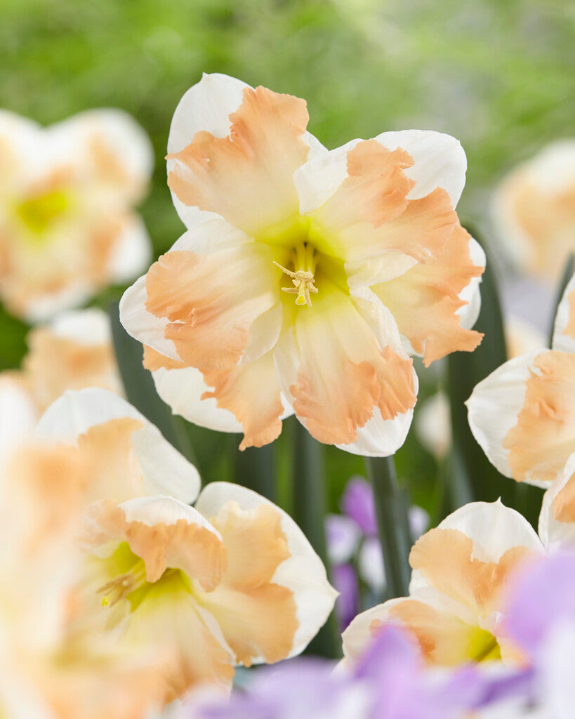 Narcissus &
