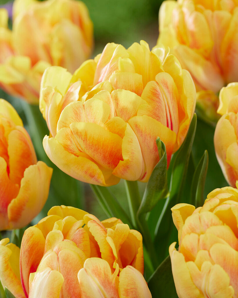 Tulip &