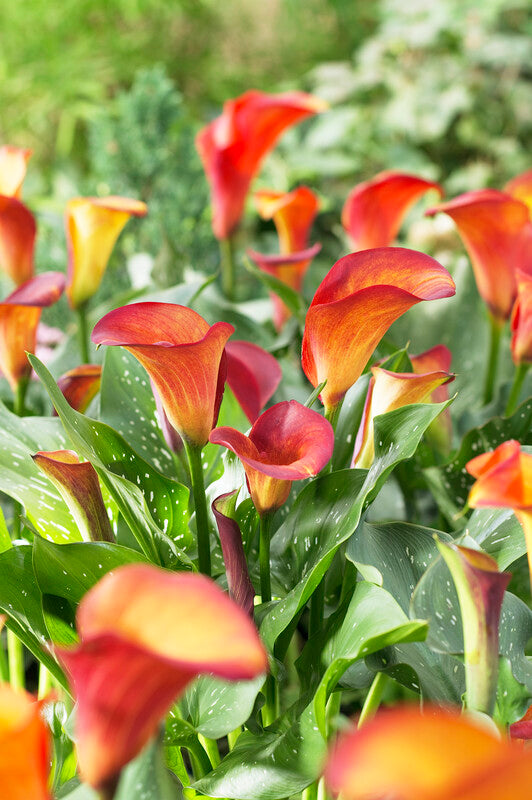 Flame Calla Lily