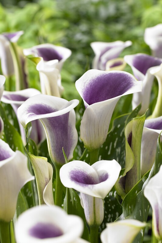 Picasso Calla Lily