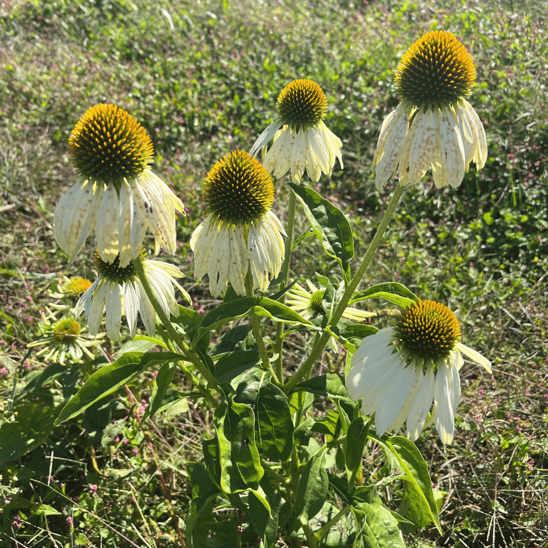 White Swan Echinacea