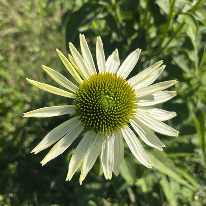 White Swan Echinacea