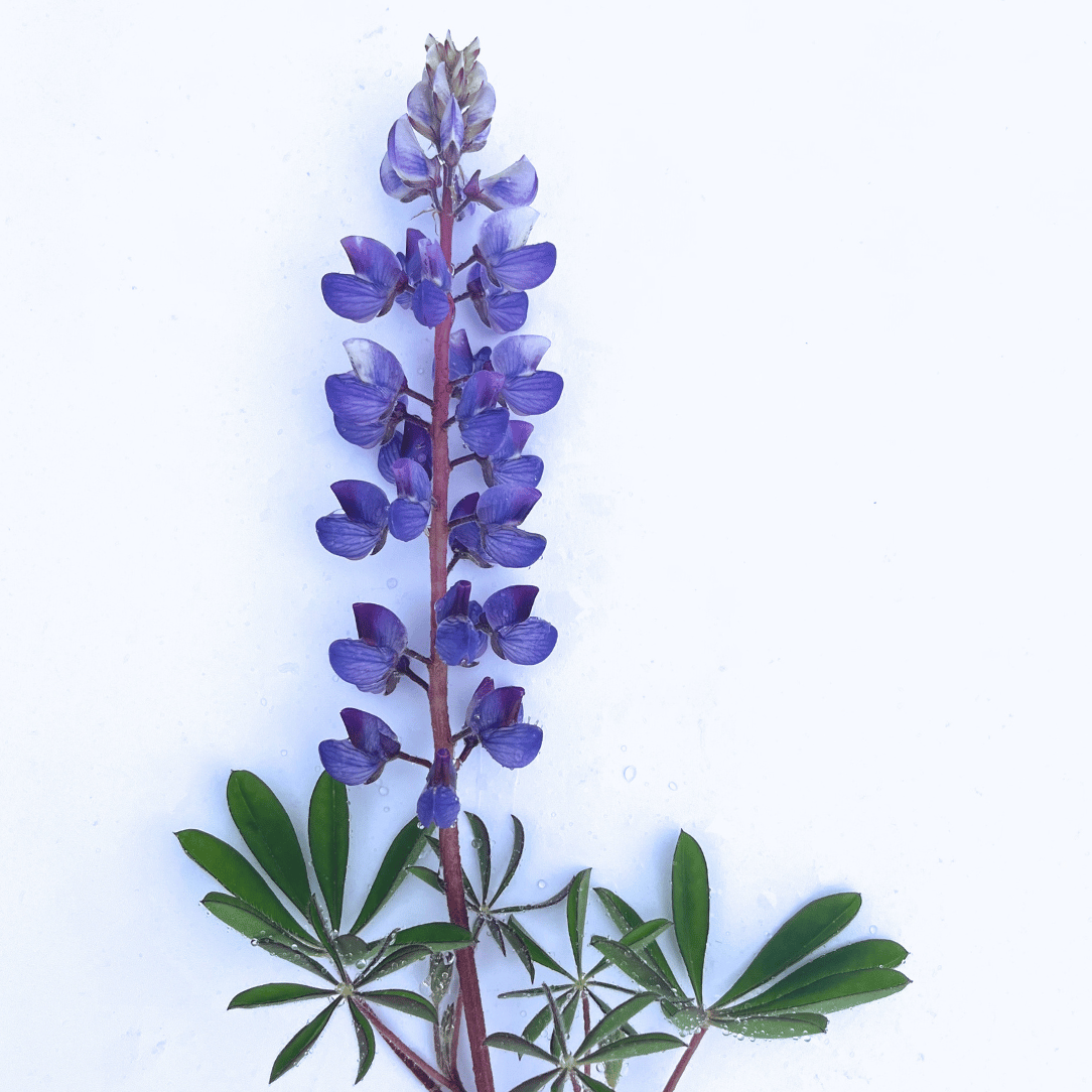 Wild Lupine - PollinateHV Local Ecotype