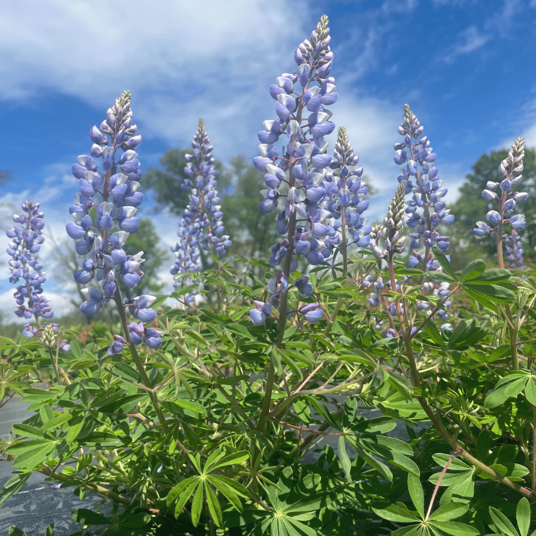 Wild Lupine - PollinateHV Local Ecotype