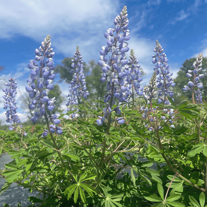 Wild Lupine - PollinateHV Local Ecotype