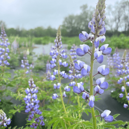 Wild Lupine - PollinateHV Local Ecotype