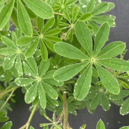 Wild Lupine - PollinateHV Local Ecotype