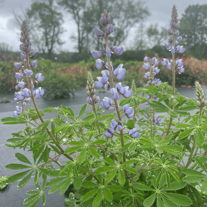Wild Lupine - PollinateHV Local Ecotype