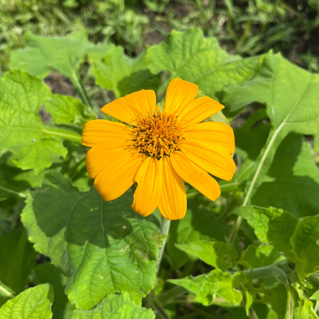 Yellow Torch Tithonia