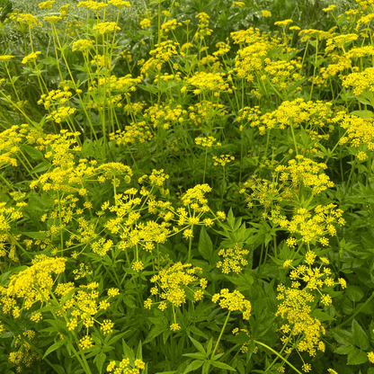 Golden Alexanders - PollinateHV Local Ecotype