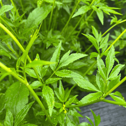 Golden Alexanders - PollinateHV Local Ecotype