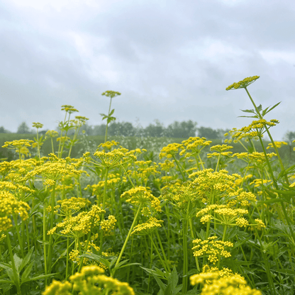 Golden Alexanders - PollinateHV Local Ecotype