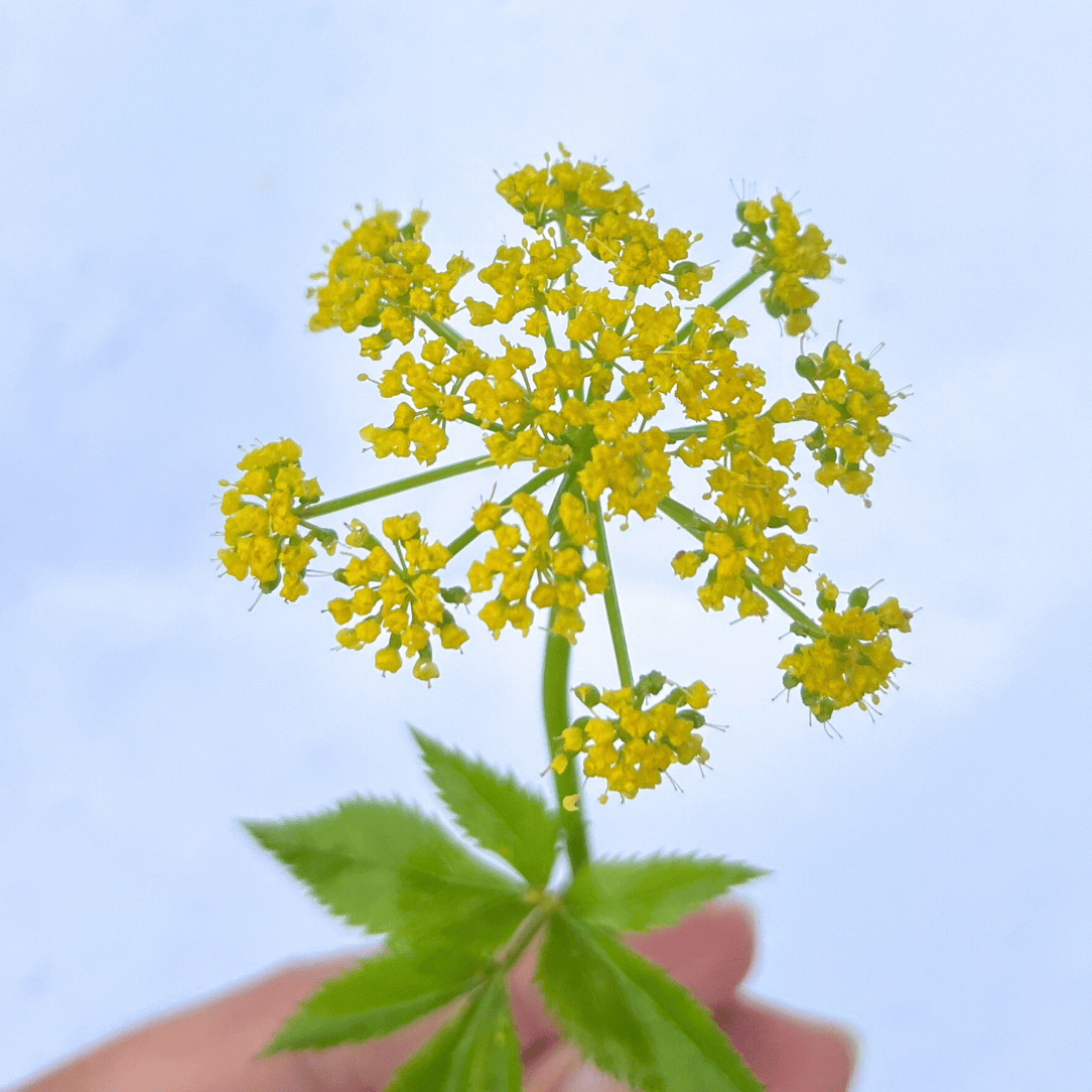 Golden Alexanders - PollinateHV Local Ecotype