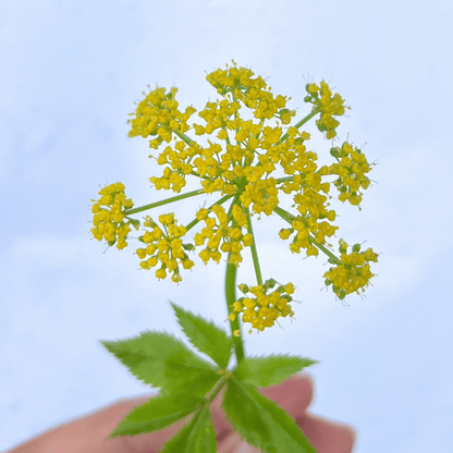 Golden Alexanders - PollinateHV Local Ecotype