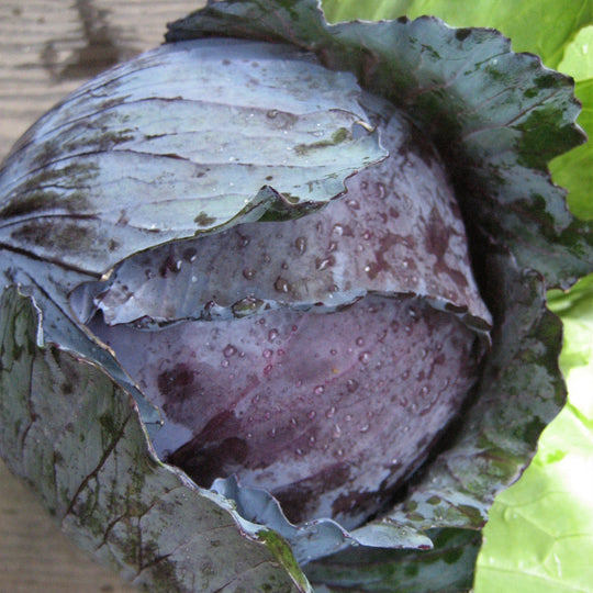 Red Acre Cabbage Seedlings