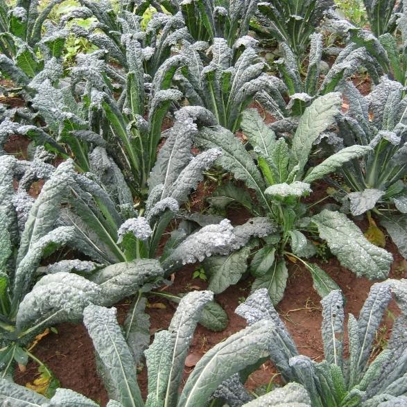 Dino Kale Seedlings