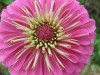 State Fair Zinnia Seedlings