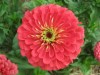 State Fair Zinnia Seedlings