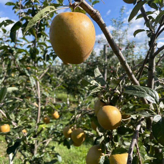 Hudson's Golden Gem Apple Tree