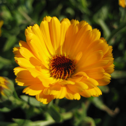 Calendula