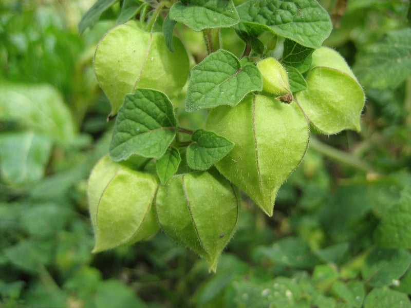 Beautiful plants with a highly branched, cascading habit.