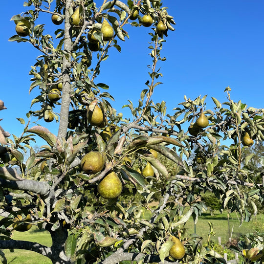 Harrow Sweet Pear Tree