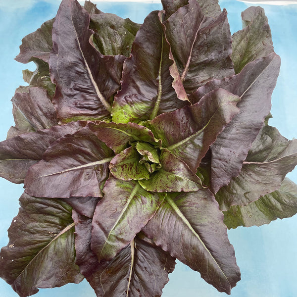 Really Red Deer Tongue Lettuce