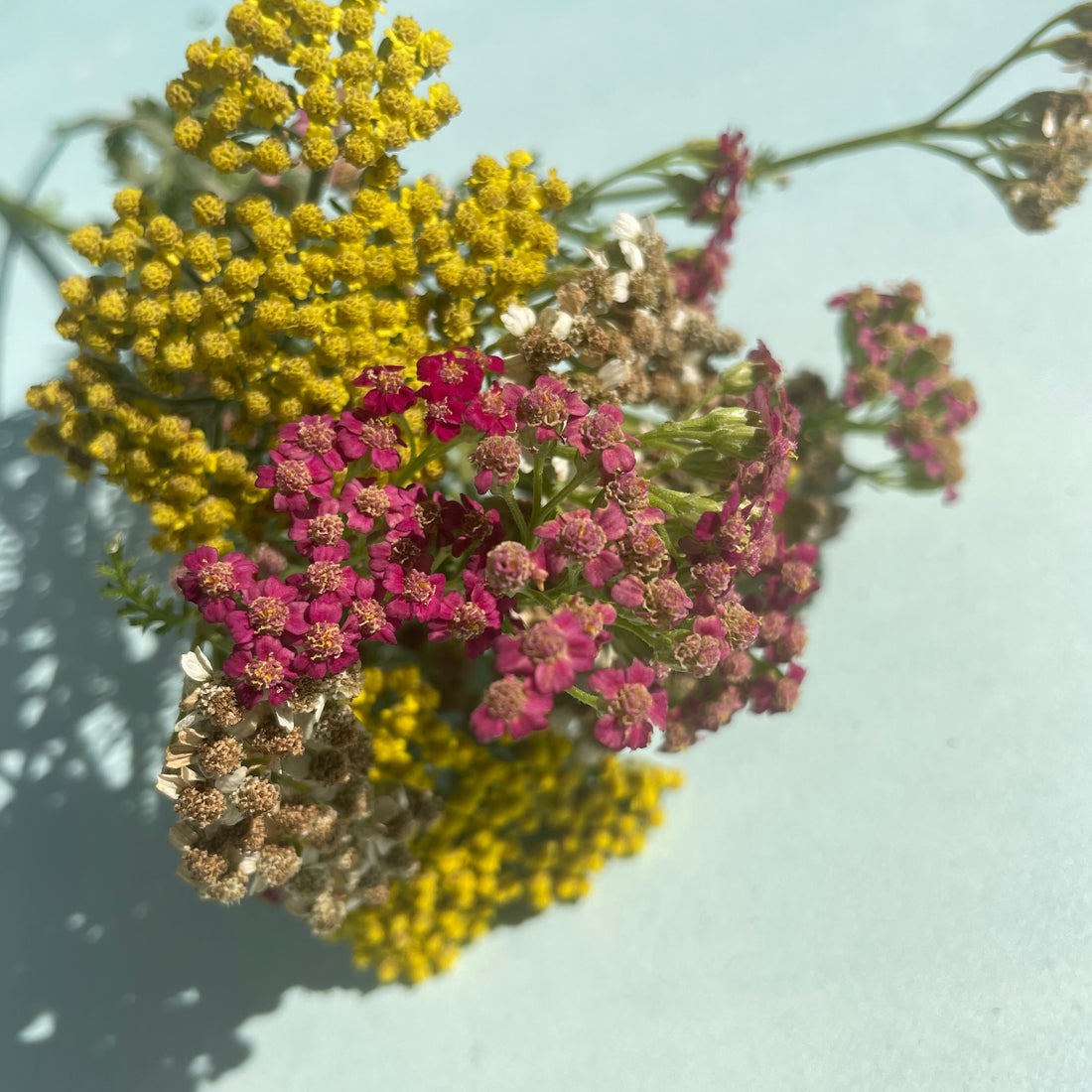 Multi-Hued Yarrow Mix Seedlings