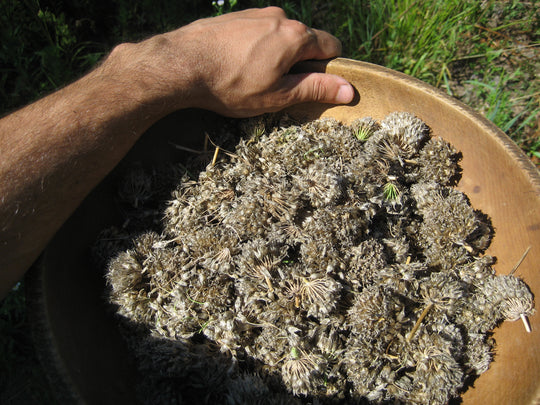 Chives Seedlings