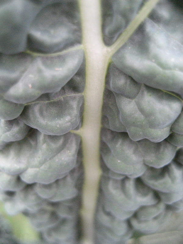 Dino Kale Seedlings