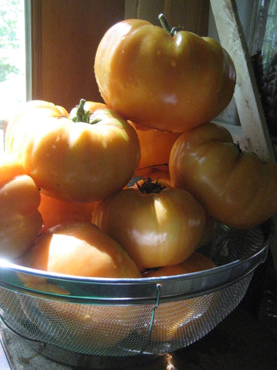 Sweet, melt-in-your-mouth golden dessert tomatoes.