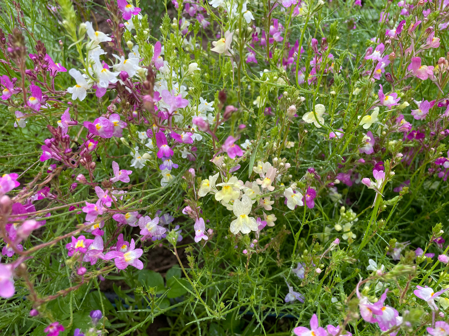 Northern Lights Linaria