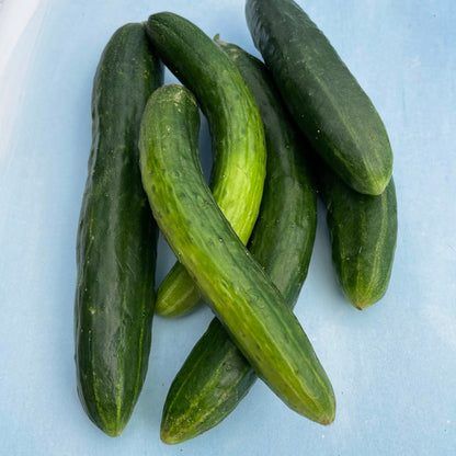 Tokiwa Cucumber