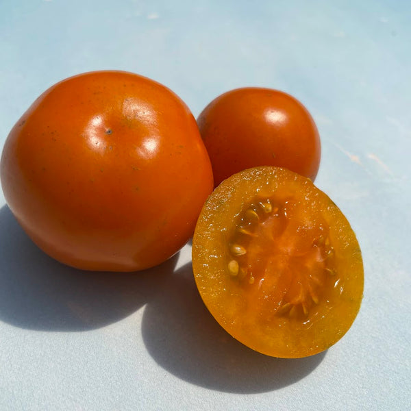 Solar Gold Tomato