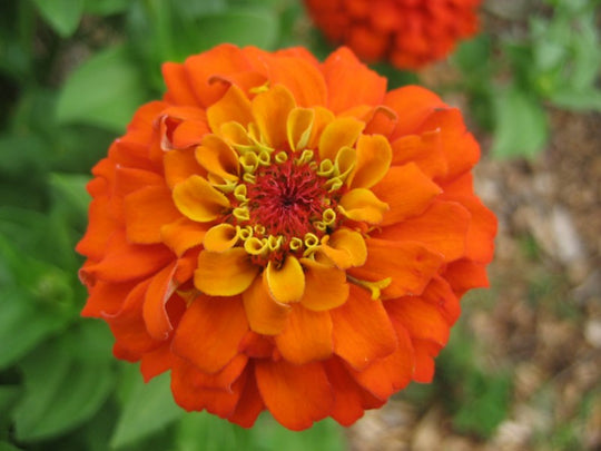 State Fair Zinnia Seedlings