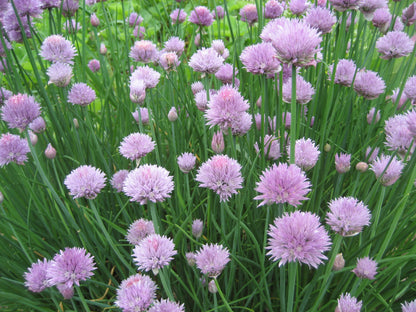 Chives are perennial. Your patch will grow bigger every year.