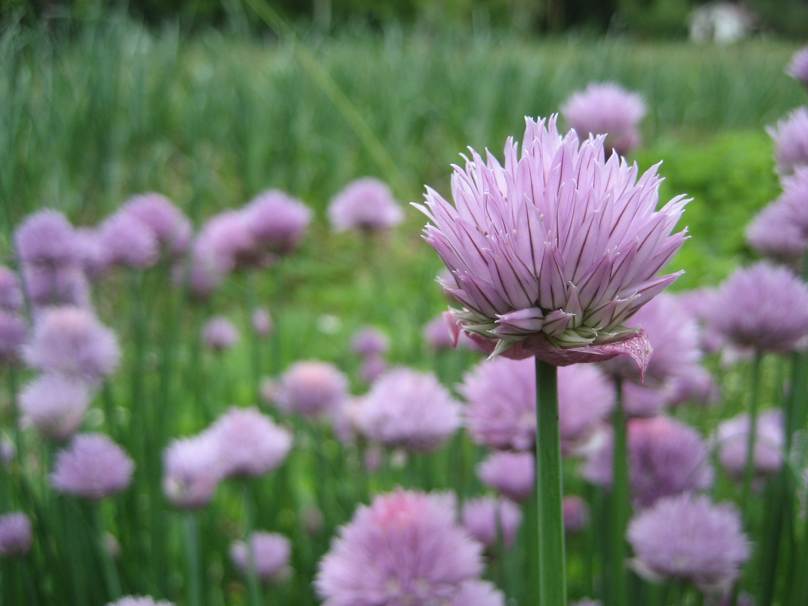 Flowering chives. The flowers are edible too!