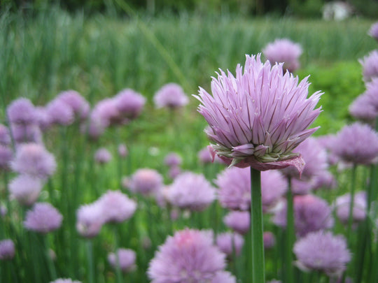 Chives Seedlings