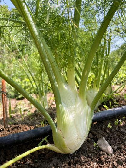 Finale Fennel