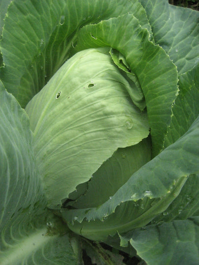 Early Jersey Wakefield Cabbage Seedlings