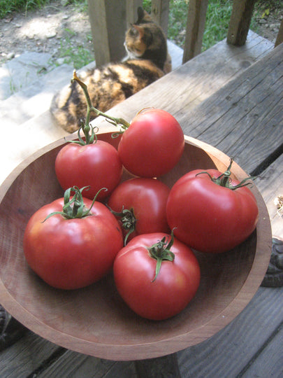 Rose de Berne Tomato Seedlings